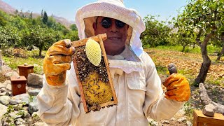 Las reinas nacieron en las mini colmenas 🐝