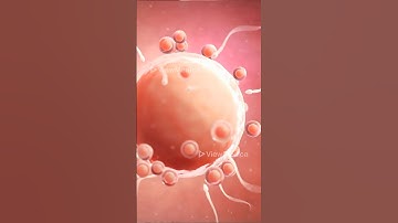 Hoe in-vitrofertilisatie (IVF) werkt