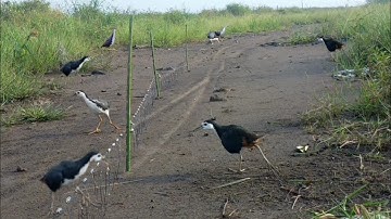 jirat ruak midden op de weg, er komen veel ruak vogels.