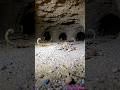 Desert Scorpion POV: Inside an Underground Burrow (Realistic Wildlife Footage)