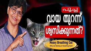 പൂച്ചയുടെ ശ്വാസതടസ്സം പരിഹരിക്കാം | Heavy Breathing Cat  @NANDASPets