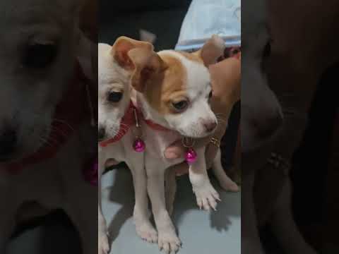 humor firulais chihuahua