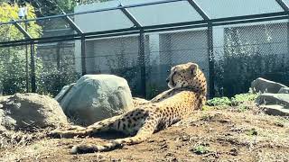 仲良しチーター　フロド　フィン　フラッシュの3兄弟　千葉市動物公園　2024年3月14日　IMG 0817