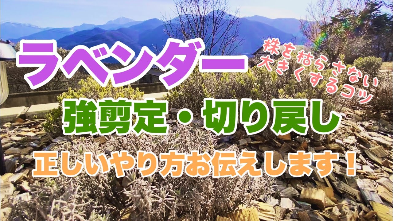 切り戻し ローズマリーの強剪定 木質化した株をリセットして しっかり大きくするための剪定方法を紹介します Youtube