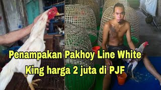 inilah Pakhoy White King harga 2 juta di Putra Jaya Farm Antoni Medan