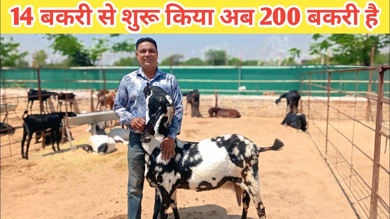 कनाडा छोड़ भारत आया और शुरू किया शानदार बकरी बकरी फार्म | Goat farming
