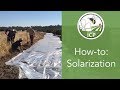 How to Use Solarization to Prepare Areas for Planting