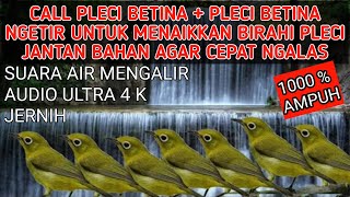 Call Pleci betina ngetir + terapi air untuk menaikkan birahi pleci bahan jantan agar cepat ngalas