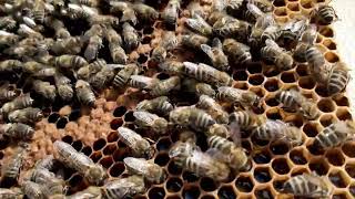 Pčelarstvo-Beekeeping 12.05.24.Pregled tri medišna nastavka.