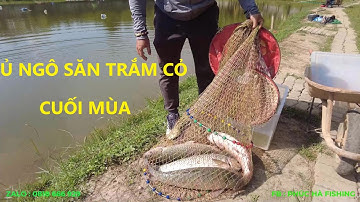CÂU CÁ TRẮM CỎ CUỐI MÙA - Ủ NGÔ ĐƠN GIẢN , AN TOÀN VÀ HIỆU QUẢ - PHÚC HÀ FISHING