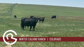 Winter Calving Ranch | Colorado Cattle Ranch for Sale by Mason & Morse Ranch Company