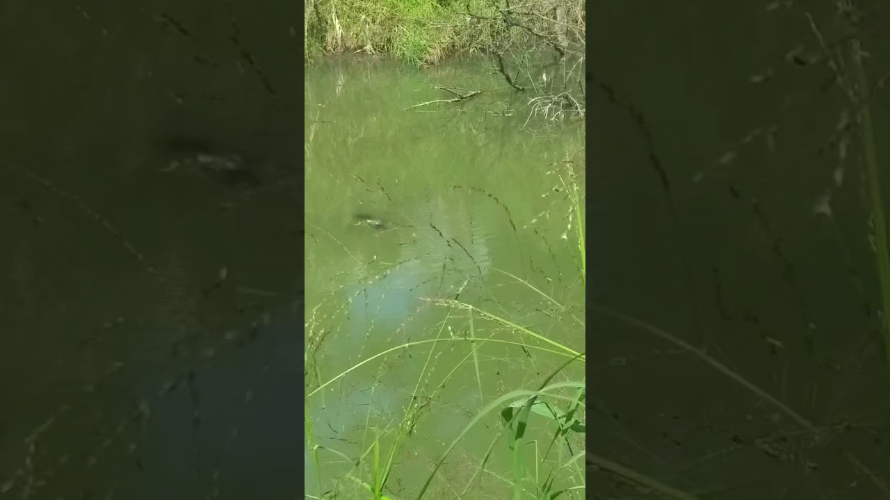 Alligator in the rio grande YouTube