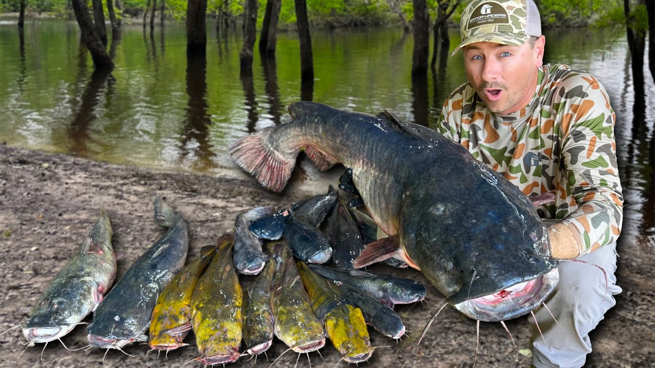 Catching 100's of POUNDS of Catfish on LIMB LINES and BANK POLES