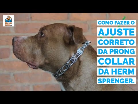 Vídeo: Ferramentas de treinamento para cães: The Martingale Collar