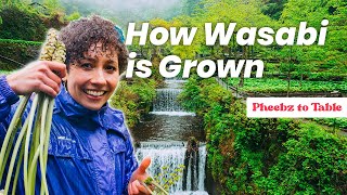 HOW TO GROW WASABI | Pheebz to Table