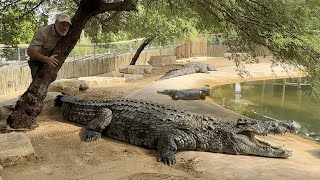 FEEDING GIANT CROCS IN DUBAI😳