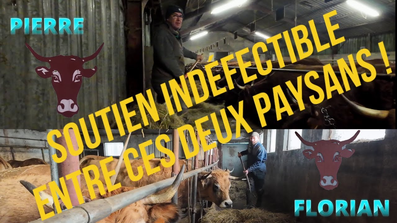 Pierre, éleveur SALERS, et Florian, éleveur AUBRAC,  un lien solide qui les unit !