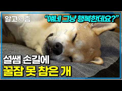 “손님 편하십니까~?” 웰컴 투 설쌤 마사지숍😂 세 다리로 생활하는 개 위해 특급 마사지 선사한 설쌤|반려견을 위한 다리 마사지|세상에 나쁜 개는 없다|알고e즘