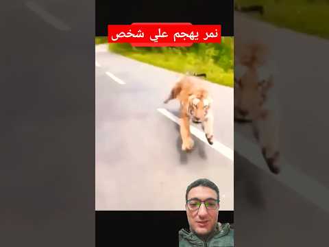 نمر يهاجم شخص علي موتوسيكل  احمد سعيد اهتماماتي اهتماماتي 