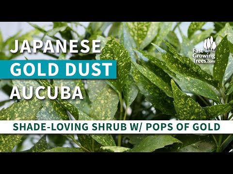 Wideo: Doniczkowe Japońskie Rośliny Laurowe - Wskazówki dotyczące Uprawy Japońskiej Aukuby W Pojemnikach