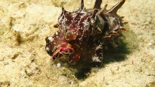 Amazing flamboyant cuttlefish