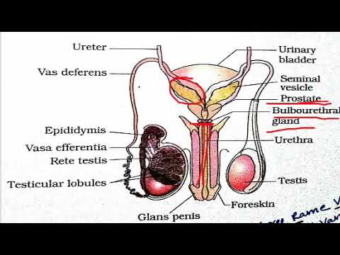 The Intricacies of the Male Reproductive System