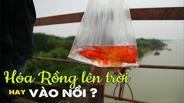 Hành Trình của CÁ CHÉP  Táo Quân khiến nhiều người Đau Lòng!