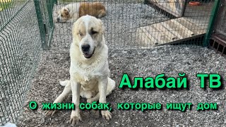 Алабай ТВ 20.04.24