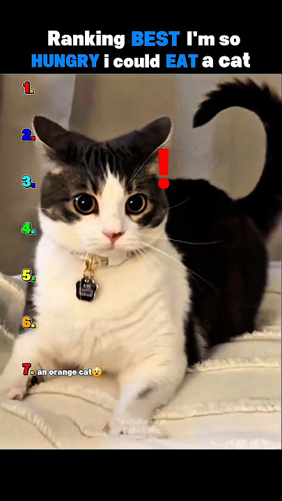 Download lagu Ranking I'm so hungry I could eat a cat prank #shorts #funnycats #rankingcats #catvideos