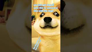 doge #doge #mrbest #cute #idk #kawaii