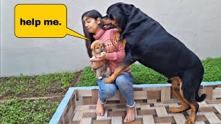 Best friends forever | funny dog videos | cute dog video @snappygirls02