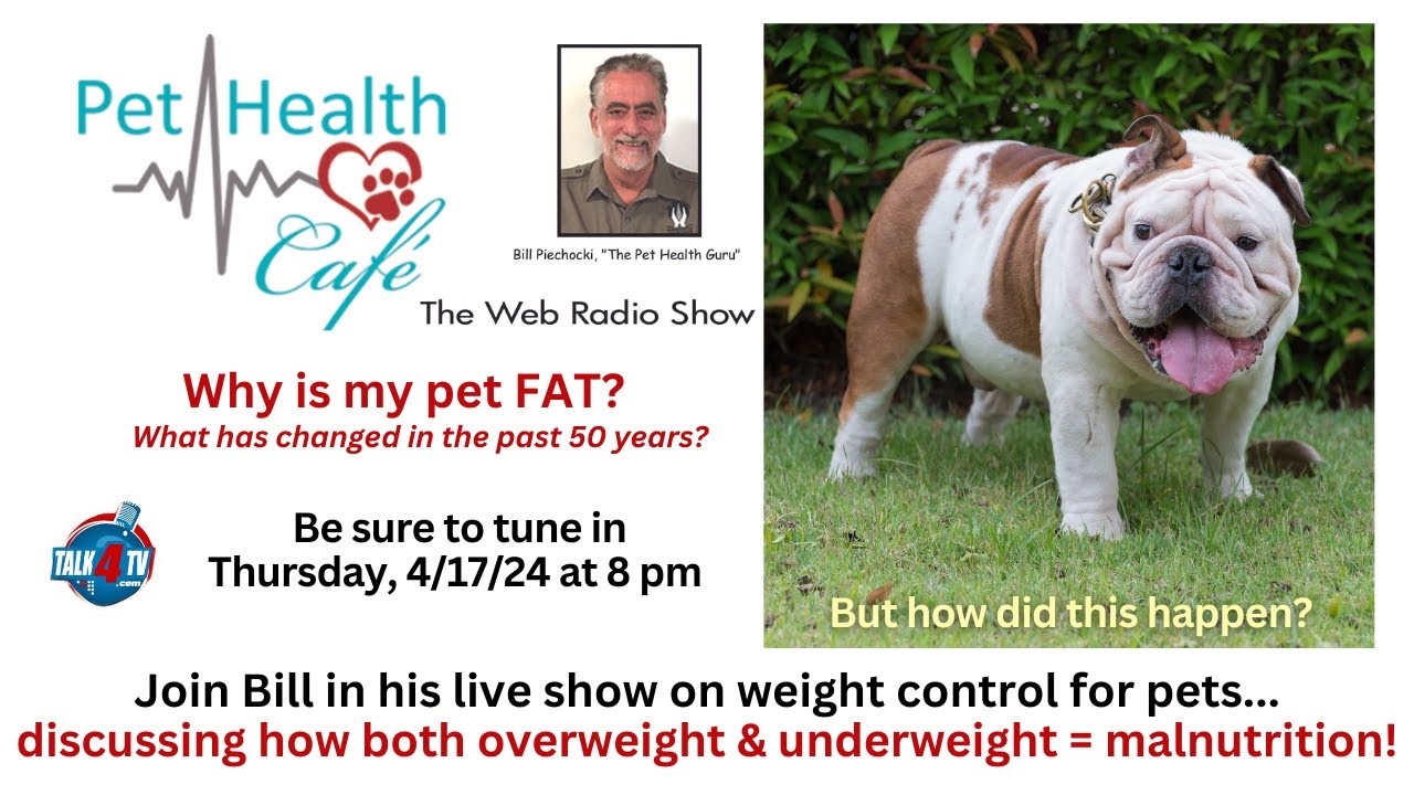 Why is my pet fat?