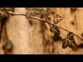 Beautiful Nature, Canon  EOS 600d / T3i Sample Videos, Film