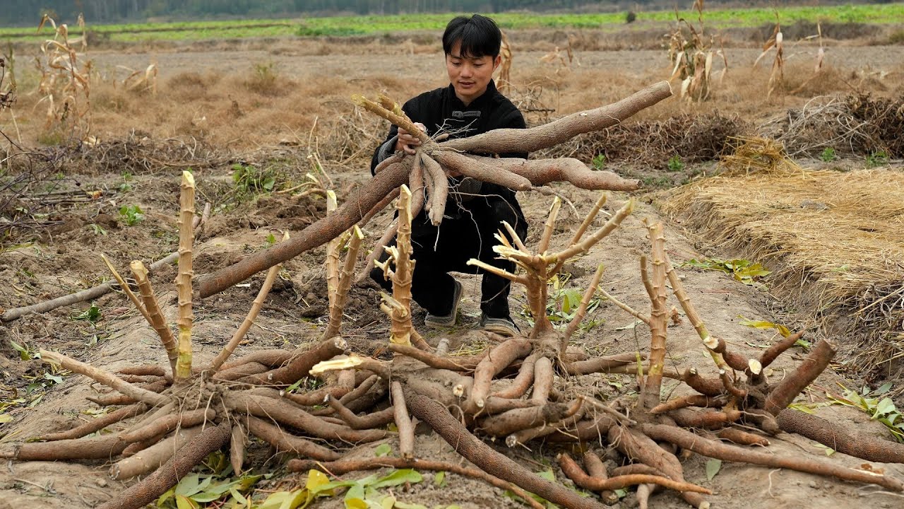 全身带毒却是淀粉之王【木薯】Processing and cooking methods of cassava roots｜#food #龙弟很忙