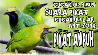suara pikat cucak ijo ribut || pikat ampuh cucak ijo liar auto lengket parah