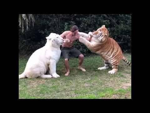 Vídeo: Como Os Tigres São Treinados