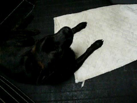 甲斐犬"蓮"が宇宙戦艦ヤマトを歌ってみた