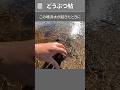火アリいかだ