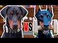 Doberman EUROPEU VS AMERICANO - Comparação entre raças