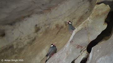 Java Sparrow Padda oryzivora Courtship Behaviour