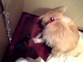 ペニーの出産　※生まれました！