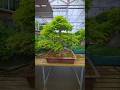 Magical mystical maple🍁#bonsai #fyp #fy #diy #channel