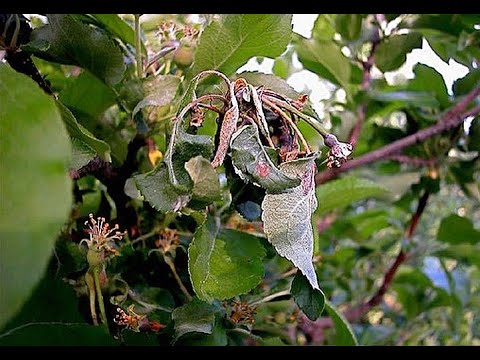فيديو: السيطرة على آفات أشجار Mayhaw: تعرف على الحشرات التي تأكل Mayhaw