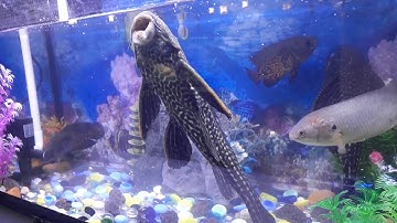 Cá lau kiếng khủng, cá rô đồng cá trê nuôi chung với tai tượng châu phi.