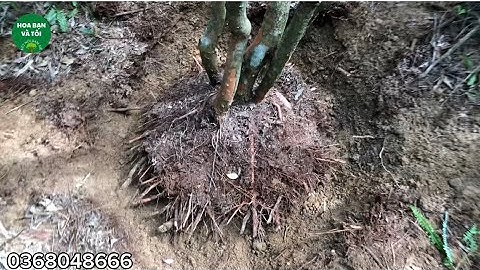 Sim tím 5 thân rễ siêu nhiều bầu to