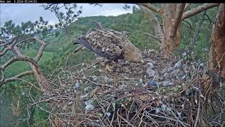 Гнездо солнечных орлов Алтына и Новы/Eastern imperial eagles Altyn&Nova  03.06.2024 04:55