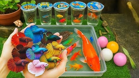 🐟🐢 Wow Amazing Catch Beautiful Aquarium Fish In Small Pond Baby Turtle, Eel. Koi Fish, Betta Fish. 4