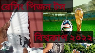 Pigeon World Cup football 2022 ||Tangail Racing Pigeon Toss ♥ || Racing Pigeon Group Toss ||