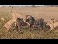 lion pride attack buffalo mother bring it down video