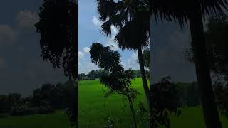 Bangladeshi village ytshorts nature viral